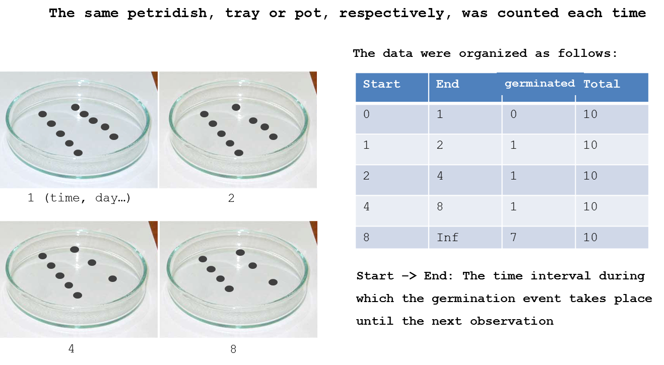 Example of how an experiment set up with four petridishes and how the data are arranged for being prepared for time-to-event analysis